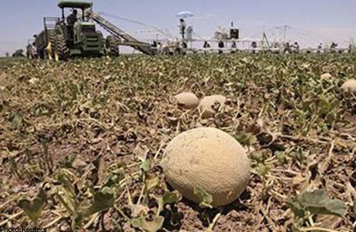 Dưa lưới được trồng tại một trang trại ở Mỹ - Ảnh: Reuters